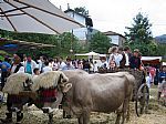 Mercau Astur de Ceceda