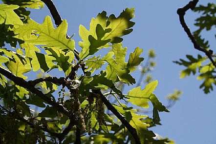 Hojas y flores de roble
