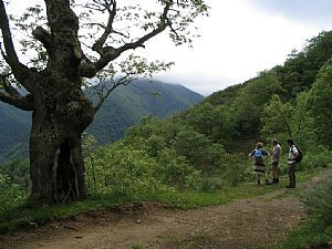Collao Tojo
