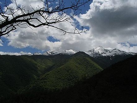Coriscao