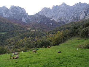 Collao de Cmara