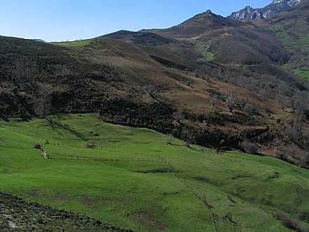 Peuca de Colio
