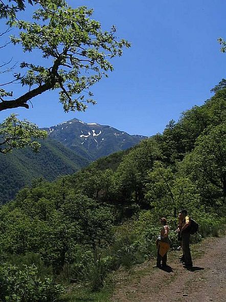 Collao Tojo