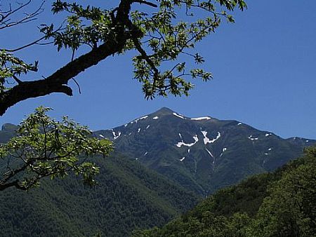 Coriscao