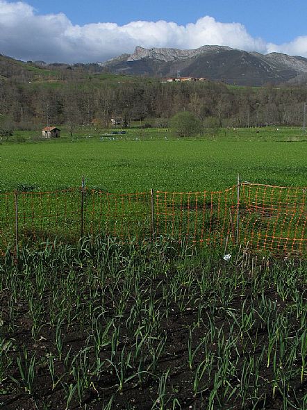 Vega de Intriago (Cangas de Ons)
