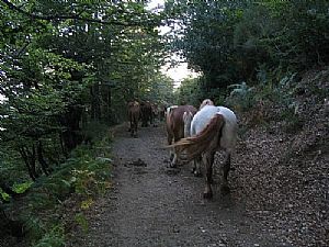 caballera mayor