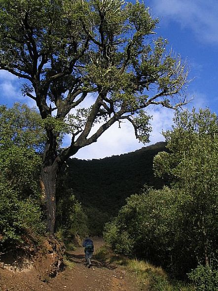 estribaciones Sierra Mia (Libana)