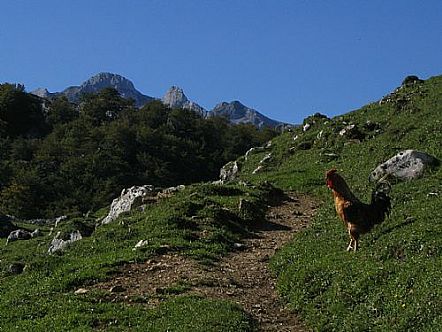 gallo