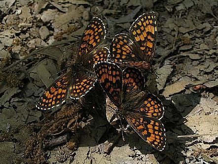 Mariposa