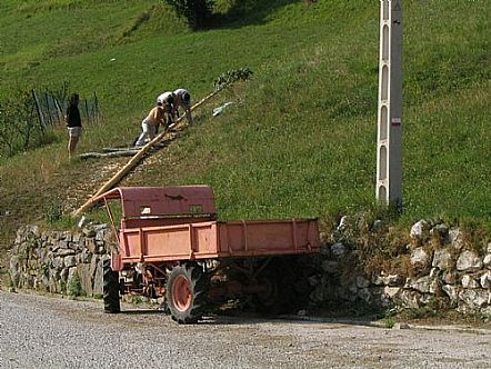 El Mayo