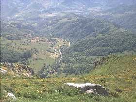 Colio