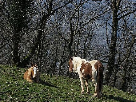 caballos