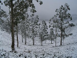 eucaliptal en invierno
